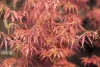 Magastörzsű Japán juhar - Acer palmatum 'Jerre Schwartz' 