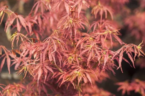 Magastörzsű Japán juhar - Acer palmatum 'Jerre Schwartz' 