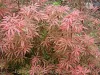 Magastörzsű Japán juhar - Acer palmatum 'Jerre Schwartz' 