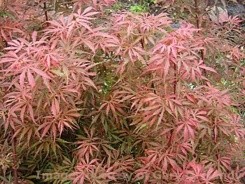 Magastörzsű Japán juhar - Acer palmatum 'Jerre Schwartz' 