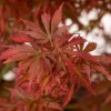Magastörzsű Japán juhar - Acer palmatum 'Jerre Schwartz' 