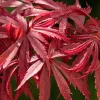 Magastörzsű Japán juhar - Acer palmatum 'Jerre Schwartz' 