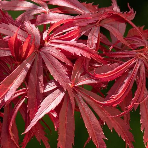 Magastörzsű Japán juhar - Acer palmatum 'Jerre Schwartz' 