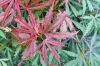 Magastörzsű Japán juhar - Acer palmatum 'Jerre Schwartz' 