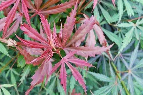 Magastörzsű Japán juhar - Acer palmatum 'Jerre Schwartz' 