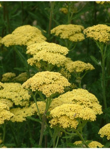 Cickafark - Achillea Millefolium "Credo"