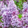 Törzses orgona - Syringa vulgaris "Katherine Havemeyer" Törzs 90 cm