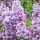Törzses orgona - Syringa vulgaris "Katherine Havemeyer" Törzs 90 cm