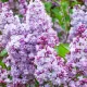 Törzses orgona - Syringa vulgaris "Katherine Havemeyer" Törzs 90 cm