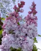 Törzses orgona - Syringa vulgaris "Katherine Havemeyer" Törzs 90 cm