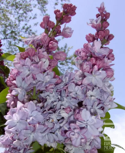 Törzses orgona - Syringa vulgaris "Katherine Havemeyer" Törzs 90 cm