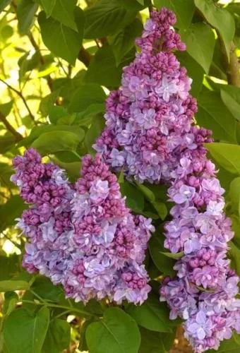 Törzses orgona - Syringa vulgaris "Katherine Havemeyer" Törzs 90 cm
