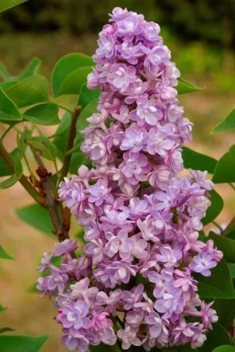 Törzses orgona - Syringa vulgaris "Katherine Havemeyer" Törzs 90 cm