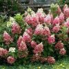 Magastörzsű bugás hortenzia "Candlelight" - Hydrangea Paniculata 