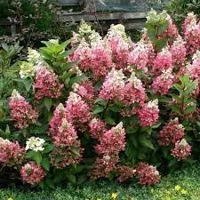 Magastörzsű bugás hortenzia "Candlelight" - Hydrangea Paniculata 