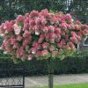 Törzses Bugás hortenzia - Hydrangea paniculata ‘Sundae Fraise’ - Törzs 70 cm