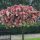 Törzses Bugás hortenzia - Hydrangea paniculata ‘Sundae Fraise’ - Törzs 70 cm
