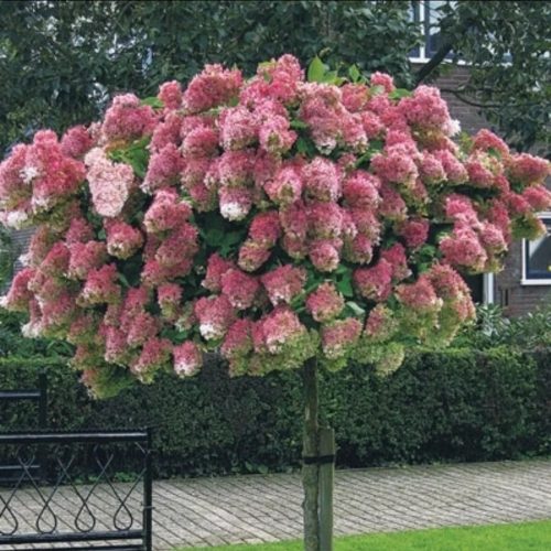 Törzses Bugás hortenzia - Hydrangea paniculata ‘Sundae Fraise’ - Törzs 70 cm