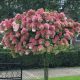Törzses Bugás hortenzia - Hydrangea paniculata ‘Sundae Fraise’ - Törzs 70 cm