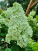 Törzses Bugás hortenzia - Hydrangea paniculata ‘Sundae Fraise’ - Törzs 70 cm