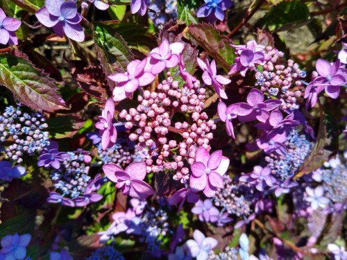 Fűrészeslevelű hortenzia - Hydrangea Serrata "Morning Glory" Cs12