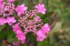 Fűrészeslevelű hortenzia - Hydrangea Serrata "Morning Glory" Cs12