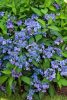 Fűrészeslevelű hortenzia - Hydrangea Serrata "Morning Glory" Cs12