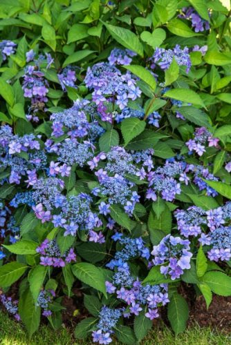 Fűrészeslevelű hortenzia - Hydrangea Serrata "Morning Glory" Cs12