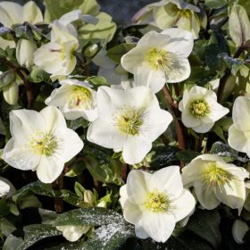 Helleborus HGC Ice N' Roses White - Hunyor