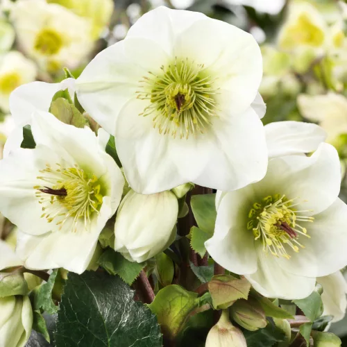 Helleborus HGC Ice N' Roses White - Hunyor