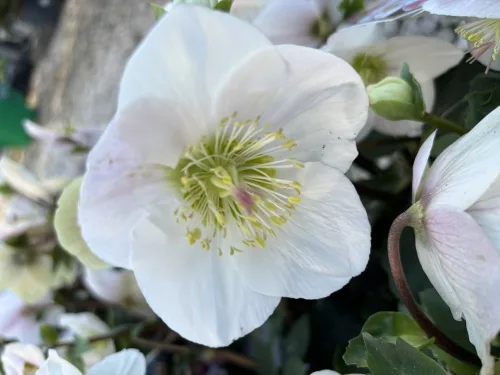 Helleborus HGC Ice N' Roses White - Hunyor