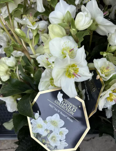 Helleborus HGC Ice N' Roses White - Hunyor