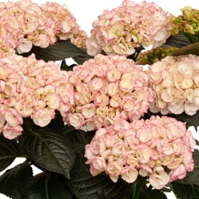   Kerti hortenzia - Hydrangea macrophylla Black Diamonds "Midnight Pearl'