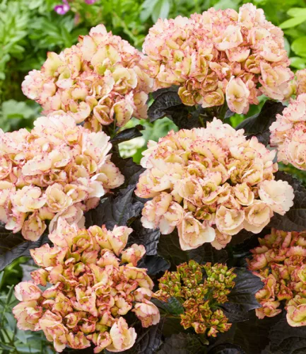 Kerti hortenzia - Hydrangea macrophylla Black Diamonds "Midnight Pearl'