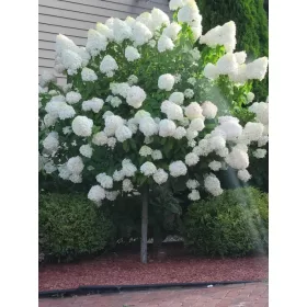   Törzses Bugás hortenzia - Hydrangea paniculata ‘Living Sugar Rush’ - Törzs 60 cm - K5