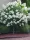 Törzses Bugás hortenzia - Hydrangea paniculata ‘Living Sugar Rush’ - Törzs 60 cm - K5