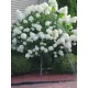 Törzses Bugás hortenzia - Hydrangea paniculata ‘Living Sugar Rush’ - Törzs 60 cm - K5