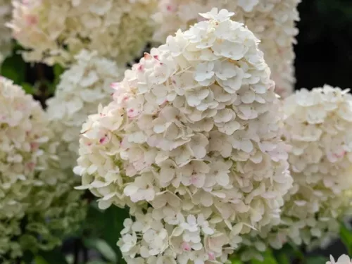 Törzses Bugás hortenzia - Hydrangea paniculata ‘Living Sugar Rush’ - Törzs 60 cm - K5