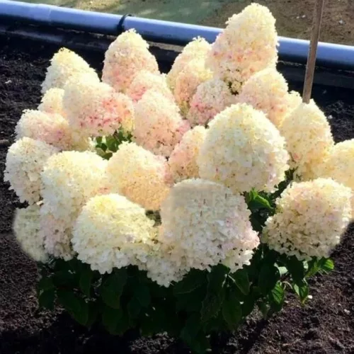 Törzses Bugás hortenzia - Hydrangea paniculata ‘Living Sugar Rush’ - Törzs 60 cm - K5