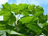 Császárfa - Paulownia tomentosa K2