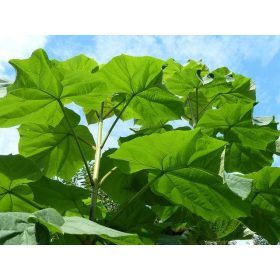 Császárfa - Paulownia tomentosa K2