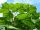 Császárfa - Paulownia tomentosa K2