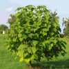 Császárfa - Paulownia tomentosa K2