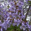Császárfa - Paulownia tomentosa K2