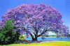 Császárfa - Paulownia tomentosa K2