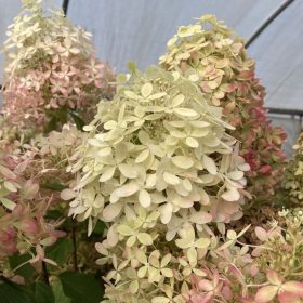   Bugás hortenzia - Hydrangea Paniculata "Living Royal Flower"