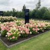 Bugás hortenzia - Hydrangea Paniculata "Living Royal Flower"