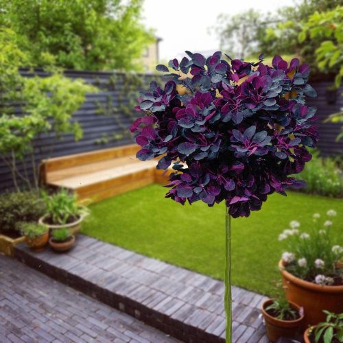 Bíbor cserszömörce fa - Cotinus coggygria "Royal Purple"