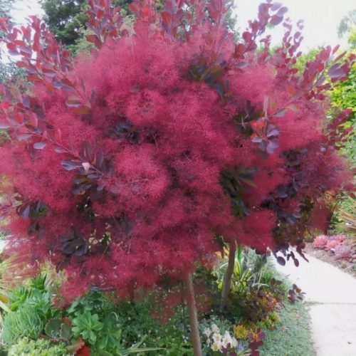 Bíbor cserszömörce fa - Cotinus coggygria "Royal Purple"