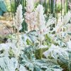 Tarka levelű medveköröm - Acanthus mollis "Whitewater"